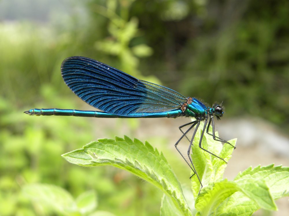 Dragonflies of Dobrudzha Area and Black-Sea Coast (Bulgaria)